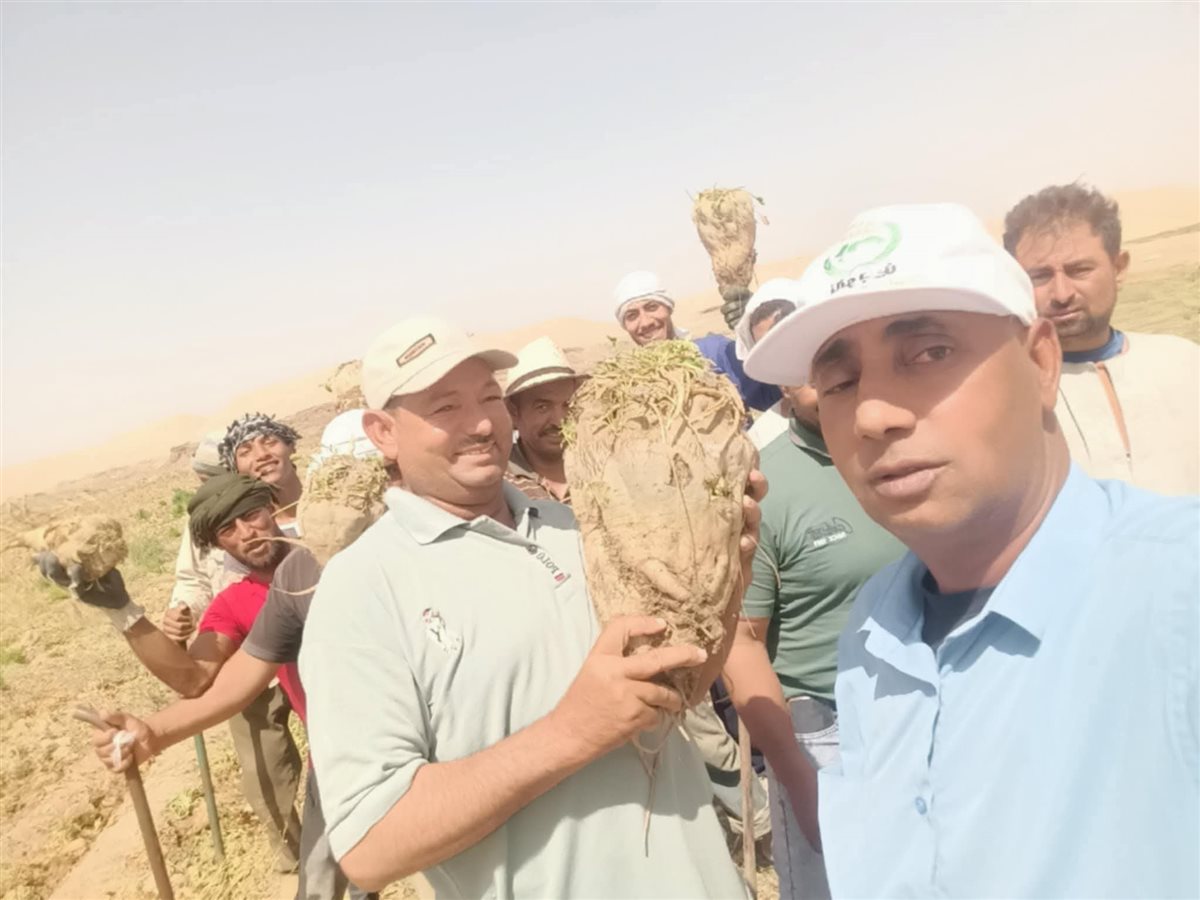 انطلاق موسم حصاد بنجر السكر في الوادى الجديد