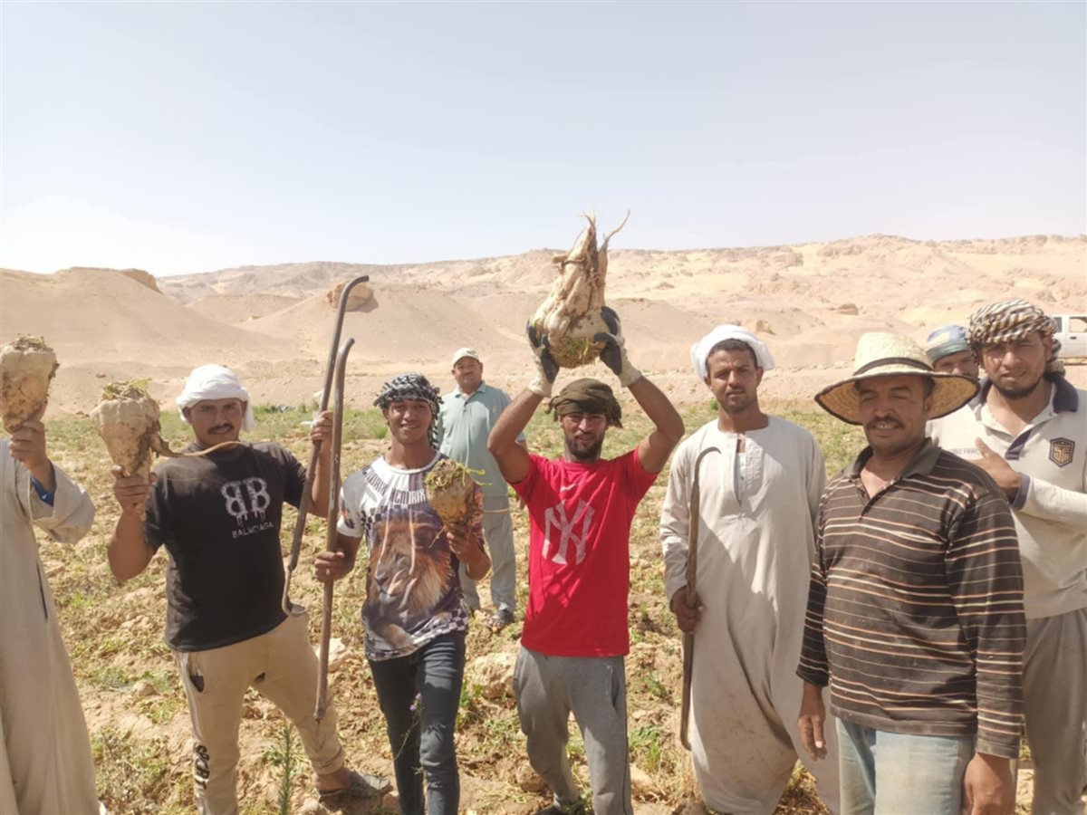 انطلاق موسم حصاد بنجر السكر في الوادى الجديد