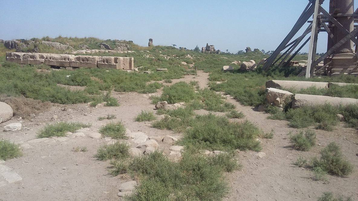 إزالة الحشائش فى منطقة الأشمونين الأثرية 