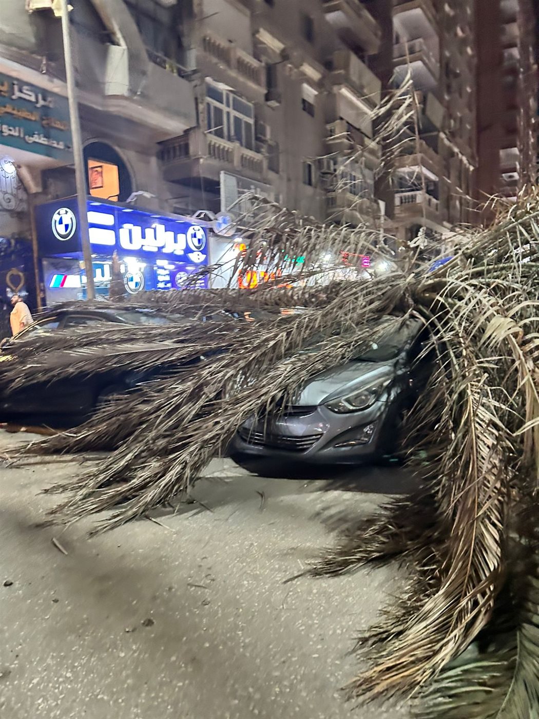 سقوط نخلة على عدد من السيارات 