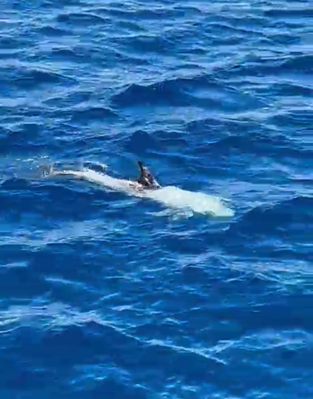 دلافين تلعب مع السياح