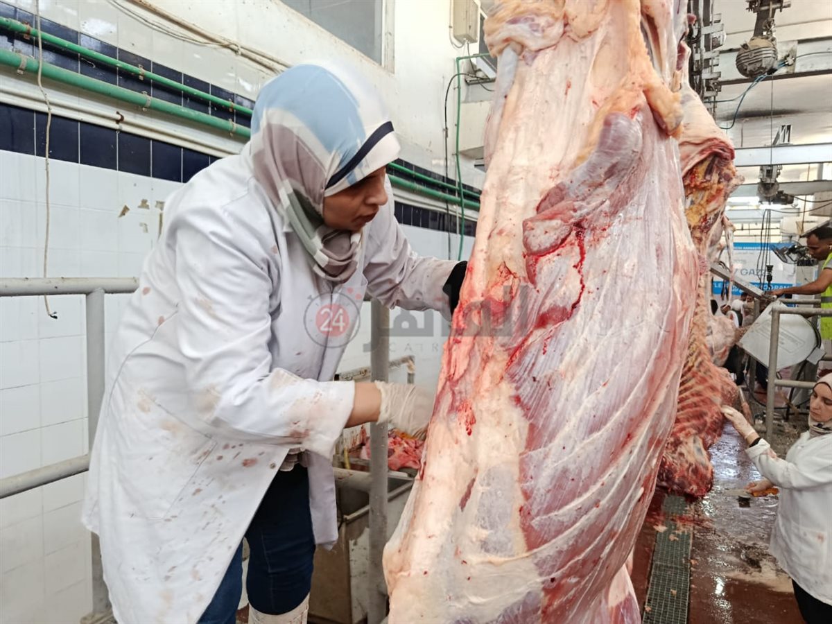 بيطريات البحر الأحمر داخل مجازر الغردقة 