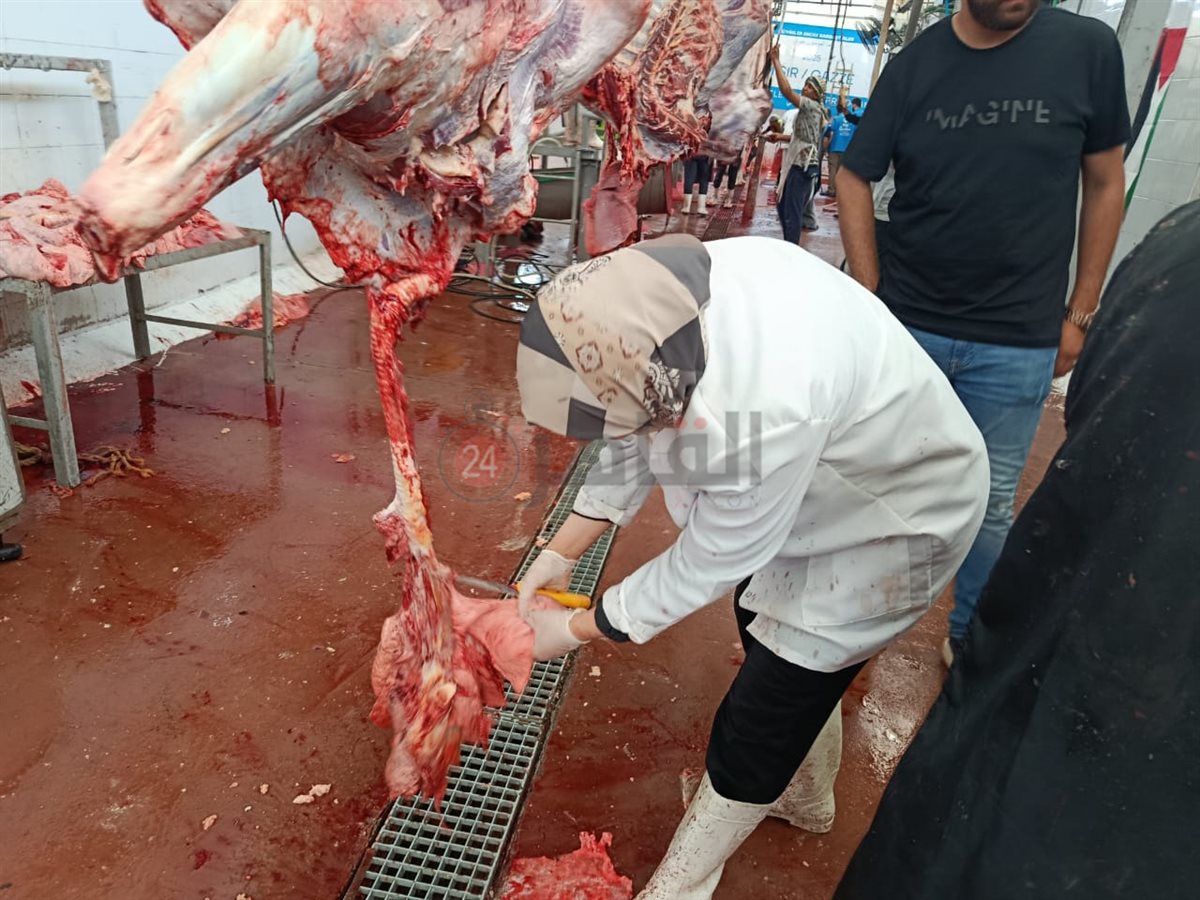 بيطريات البحر الأحمر داخل مجازر الغردقة 