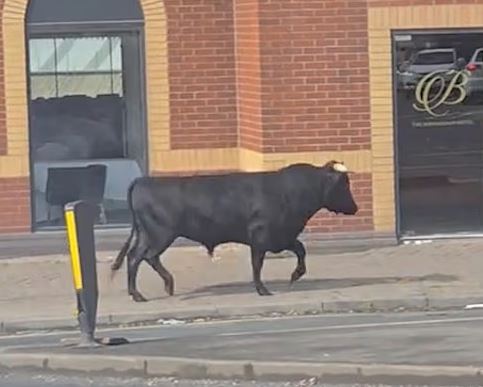 ثور هارب يثير الذعر في مدينة برمنجهام بـ إنجلترا.. والشرطه تندفع للسيطرة عليه