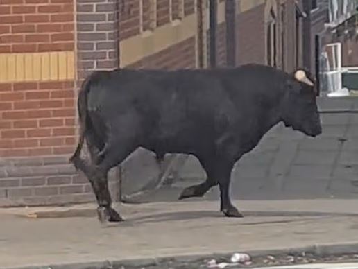 ثور هارب يثير الذعر في مدينة برمنجهام بـ إنجلترا.. والشرطه تندفع للسيطرة عليه