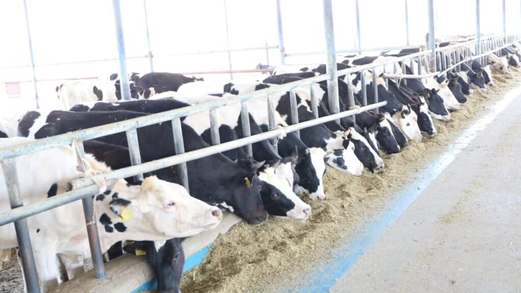 تفسير رؤية العجل في المنام للمتزوجة