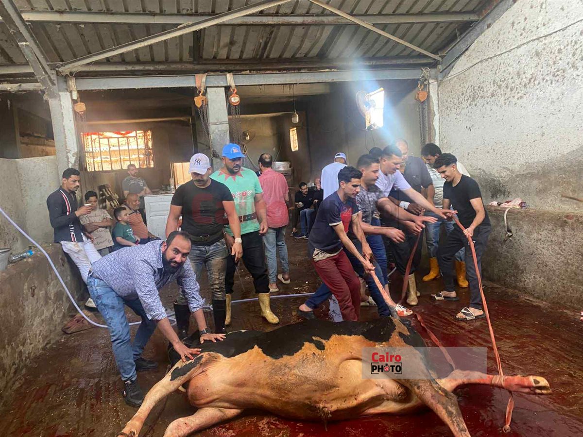 مسيحيون يذبحون في عيد الأضحي 