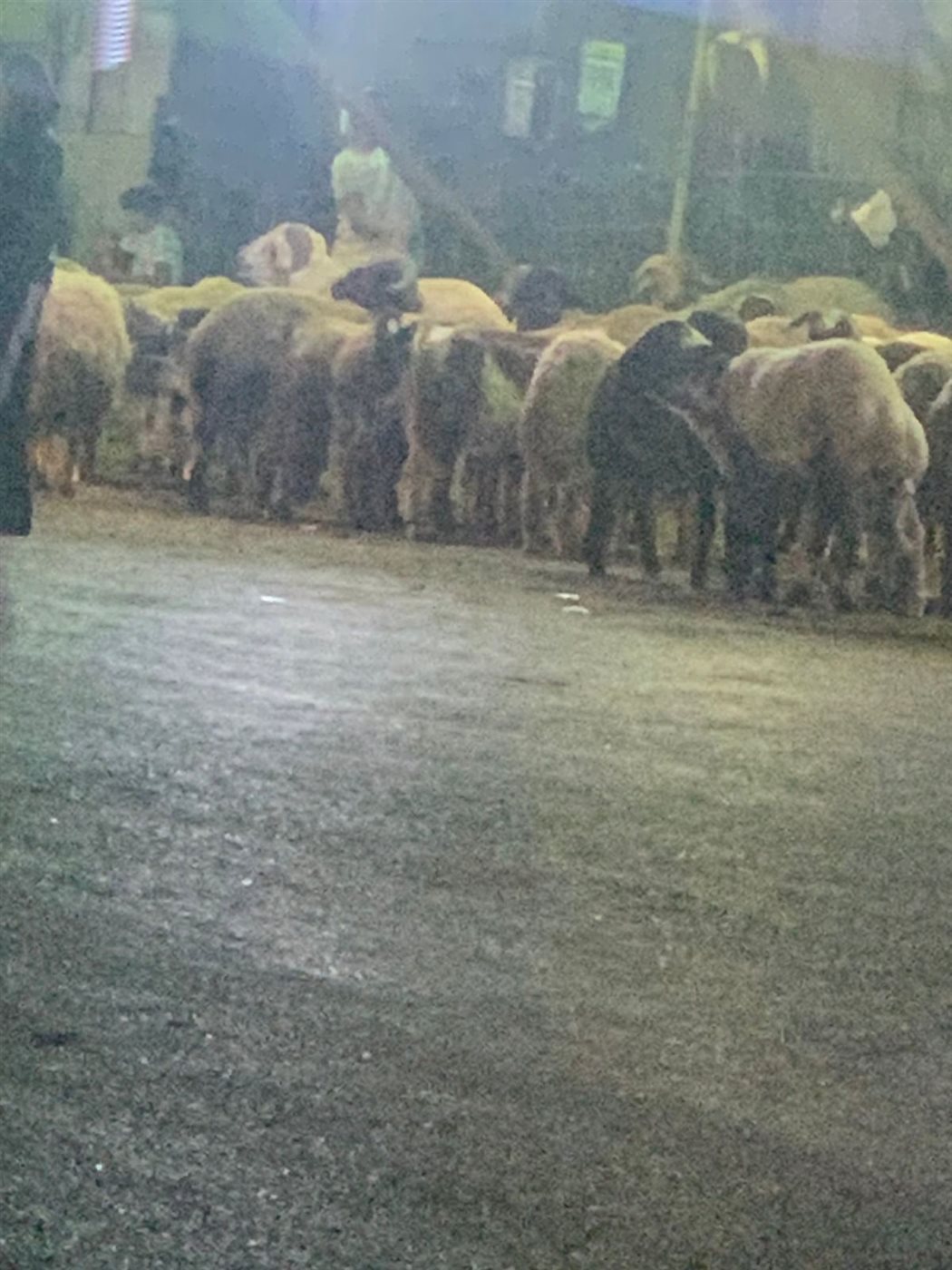 استياء أهالي الموسكي من فوضى تجار الأغنام بميدان باب الشعرية