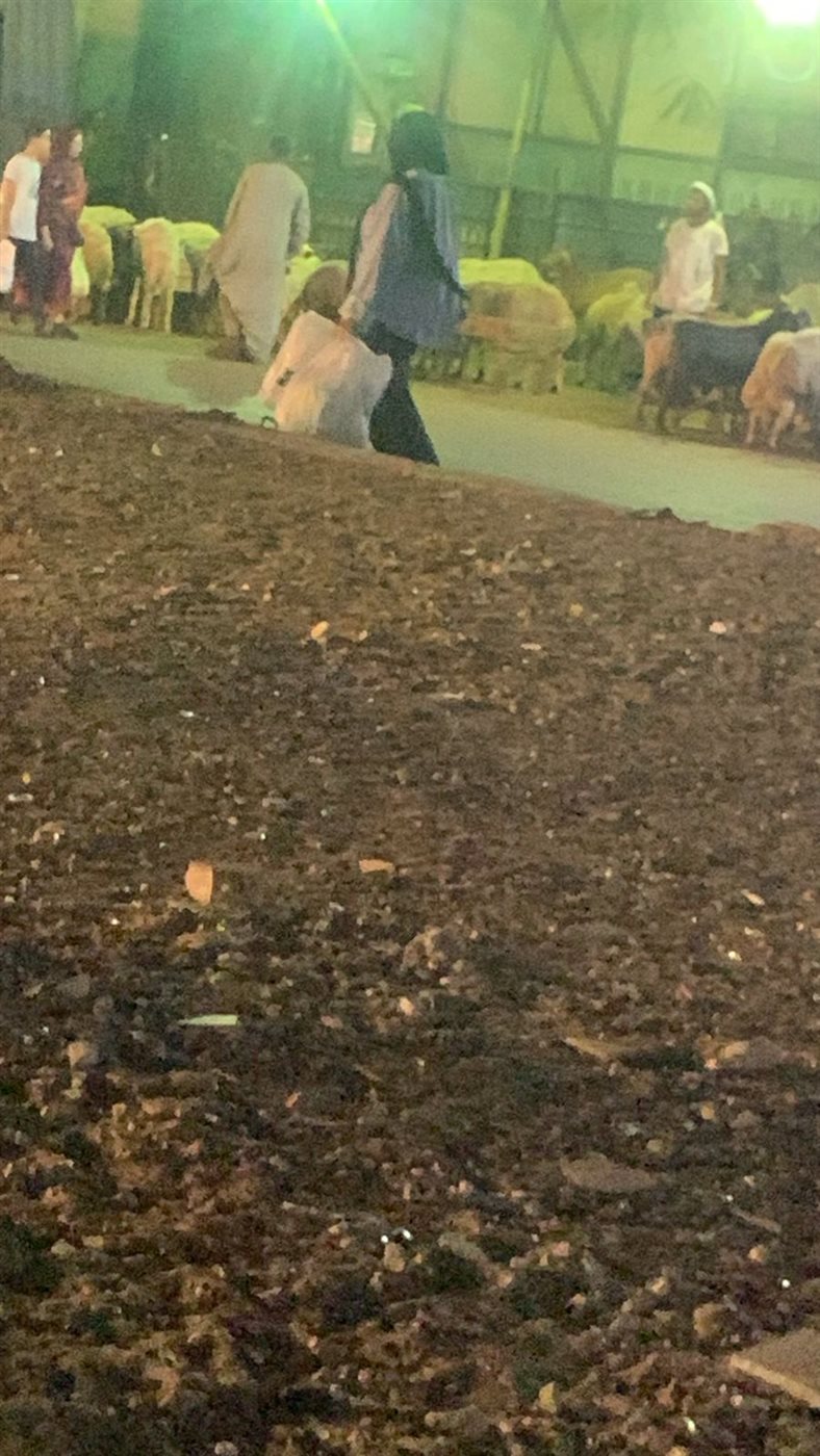 استياء أهالي الموسكي من فوضى تجار الأغنام بميدان باب الشعرية