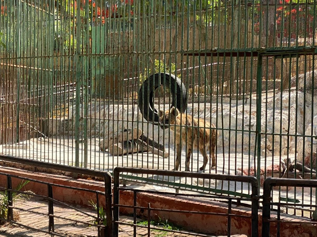 حدائق الحيوان الإقليمية والأسماك بالزمالك 