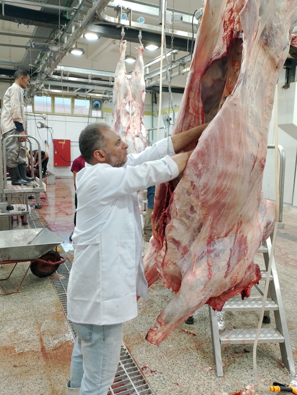 المجازر الحكومية تواصل أستقبال الأضاحي 