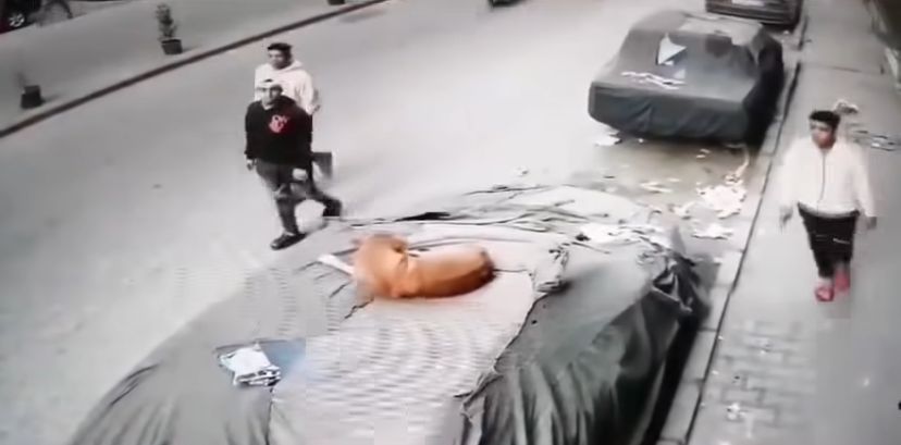 فيديو التعدي بالضرب على كلب