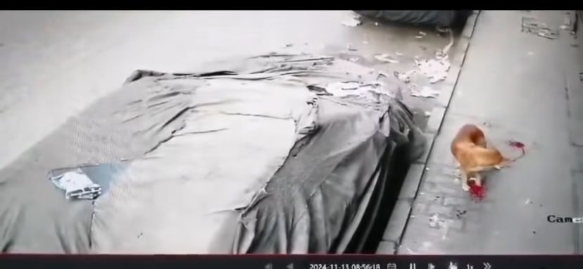 فيديو التعدي بالضرب على كلب