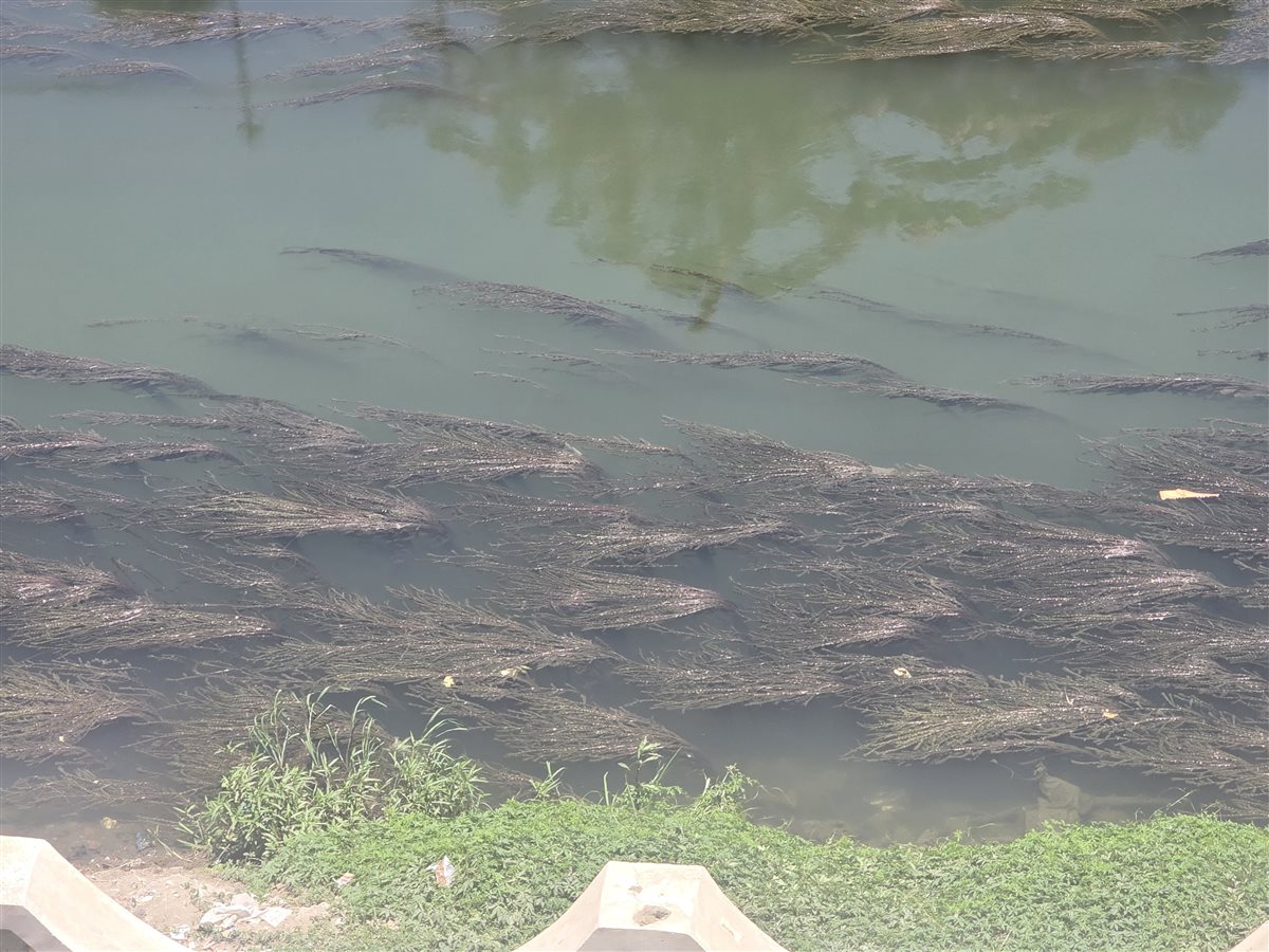 انتشار الحشائش في ترعة البتاتونية بشبين الكوم