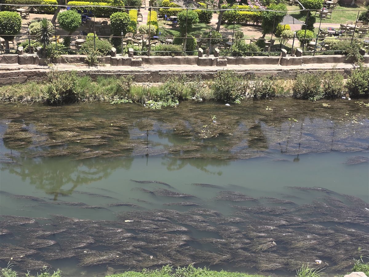 انتشار الحشائش في ترعة البتاتونية بشبين الكوم