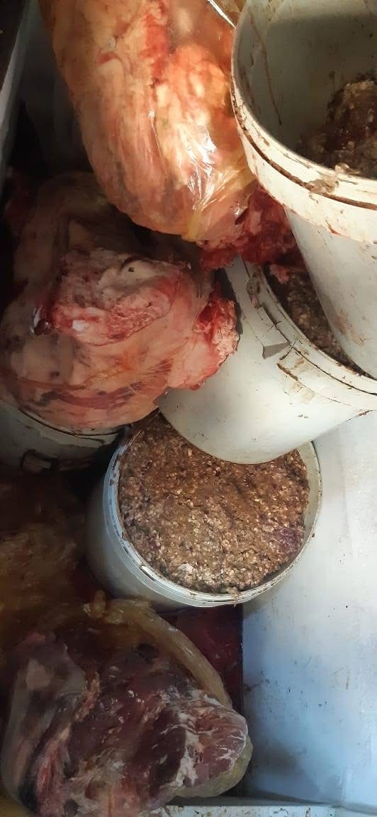 ضبط كميات من اللحوم الفاسدة