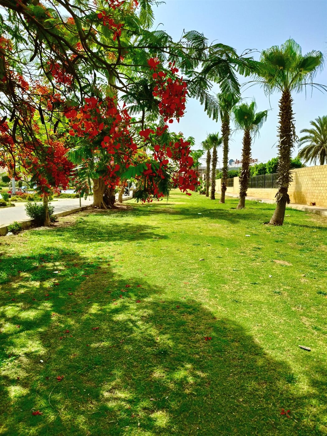 زراعات مدينة أكتوبر