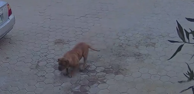 لحظ اطلاق الكلب