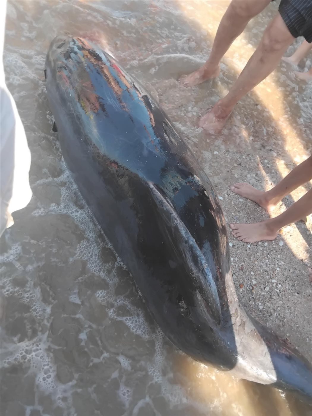 دولفين نافق على شاطئ بورفؤاد 