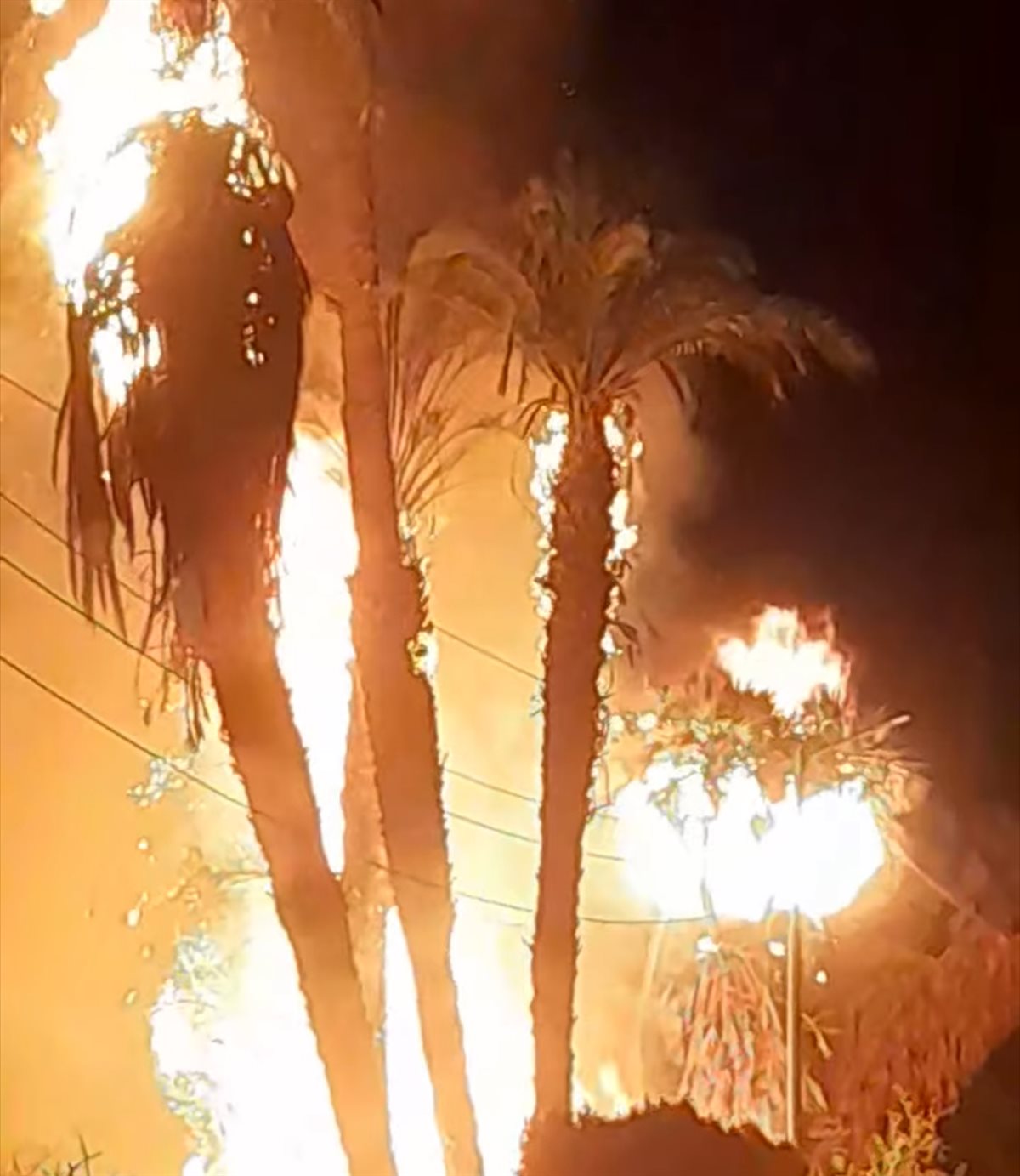 حريق في نخيل وأشجار