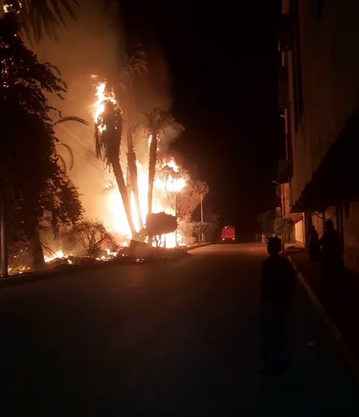 حريق في نخيل وأشجار