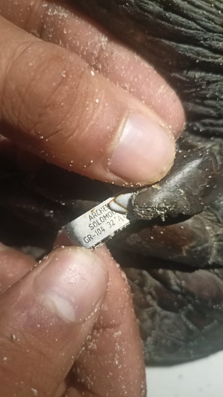 البيئة تنقذ سلحفاة بحرية مرقمة من دولة اليونان