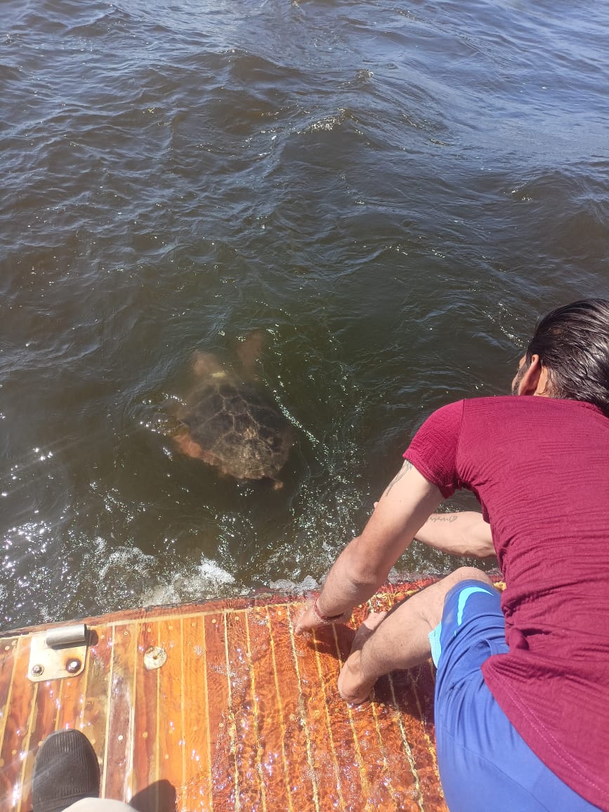 البيئة تنقذ سلحفاة بحرية مرقمة من دولة اليونان