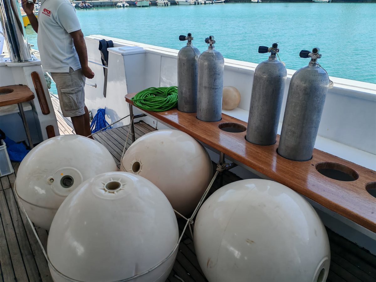 برنامج رصد وتتبع أسماك القرش في البحر الأحمر