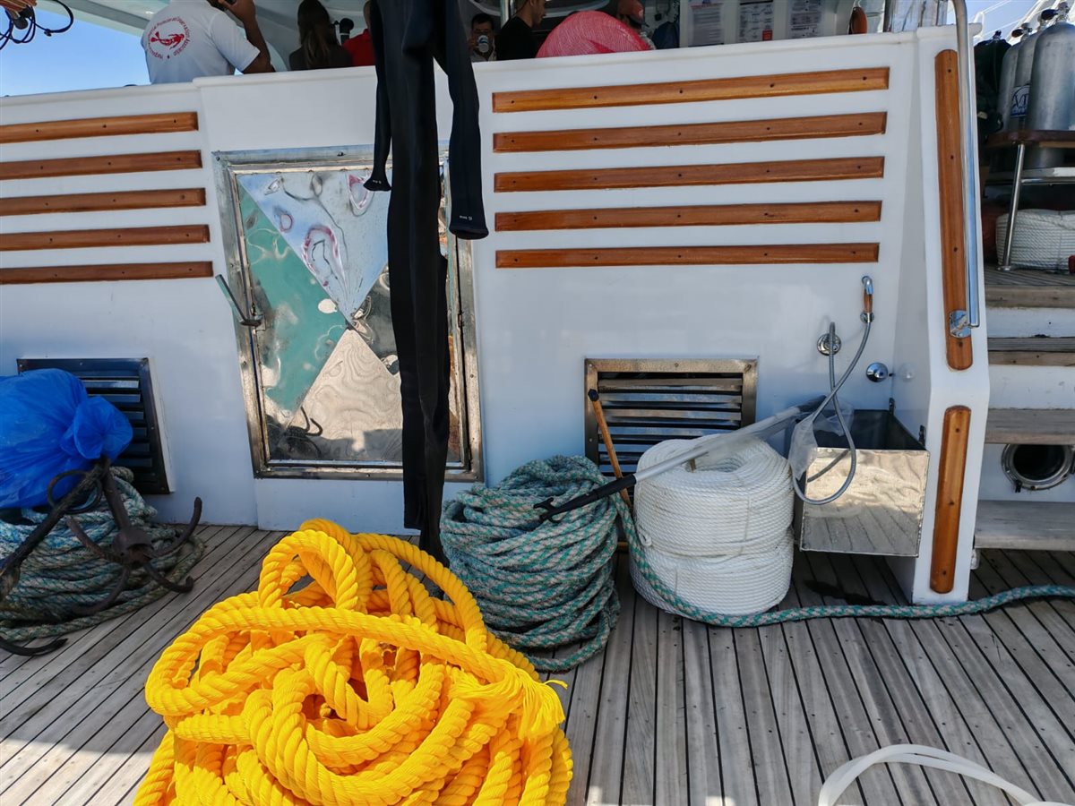 برنامج رصد وتتبع أسماك القرش في البحر الأحمر