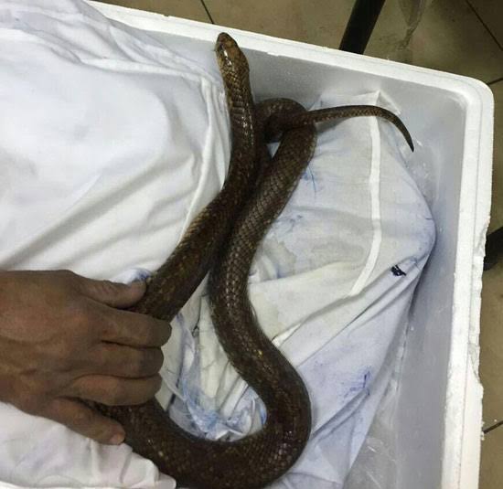 الزراعة تعلن إحباط محاولة تهريب كبرى لزواحف وكائنات نادرة بمطار القاهرة الدولي