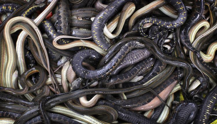 الزراعة تعلن إحباط محاولة تهريب كبرى لزواحف وكائنات نادرة بمطار القاهرة الدولي