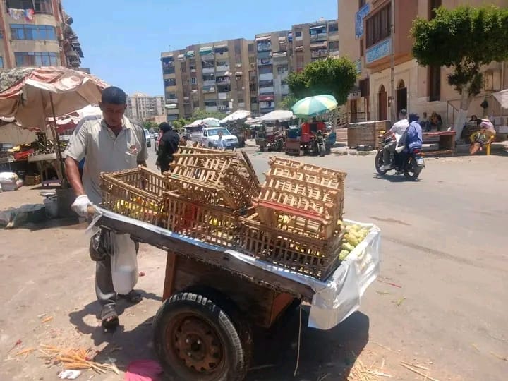 الجهود التنفيذية ببورسعيد 