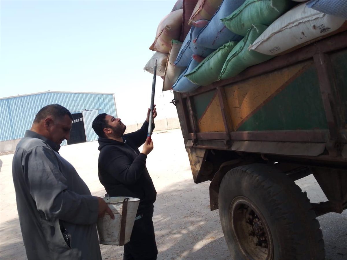 توريد القمح بالأقصر