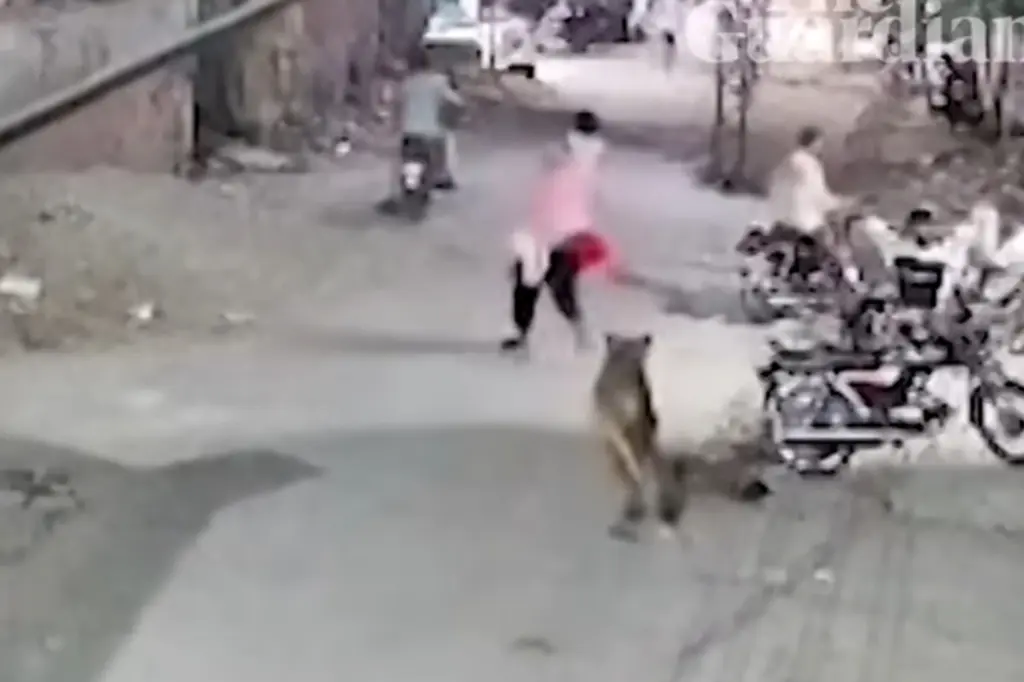 أسد يهاجم أم وطفليها في الشارع وسط صدمة المارة في باكستان