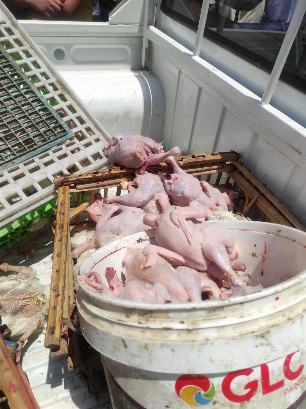 بيع دواجن نافقة للمواطنين ببورسعيد 