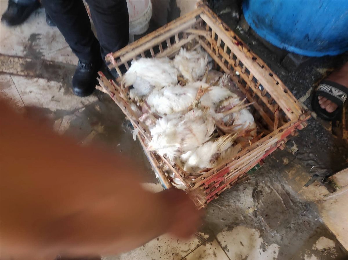 بيع دواجن نافقة للمواطنين ببورسعيد 