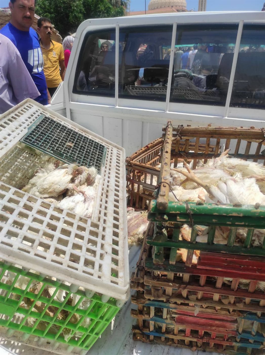 بيع دواجن نافقة للمواطنين ببورسعيد 