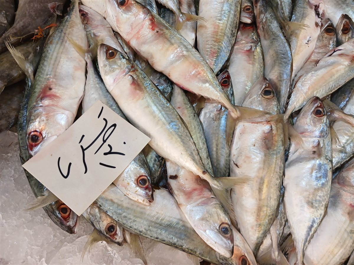 سمك خليج السويس 