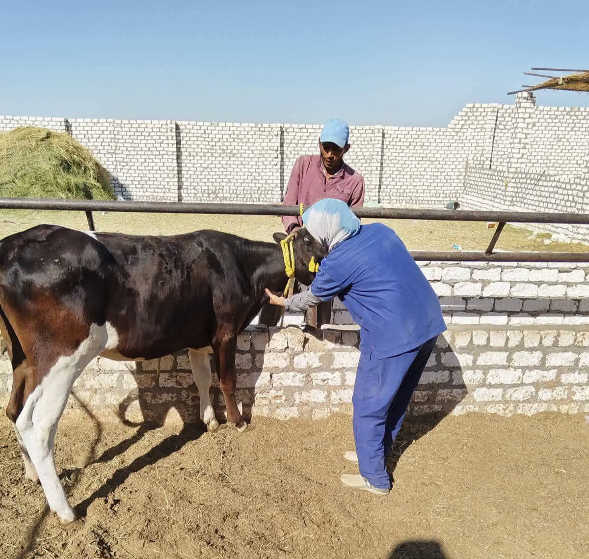 جانب من حملة التحصين ضد الحمي القلاعيه في الوادى الجديد