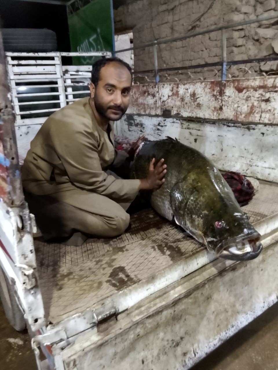 صياد بالأقصر يصطاد أكبر سمكة ساموس في النيل 