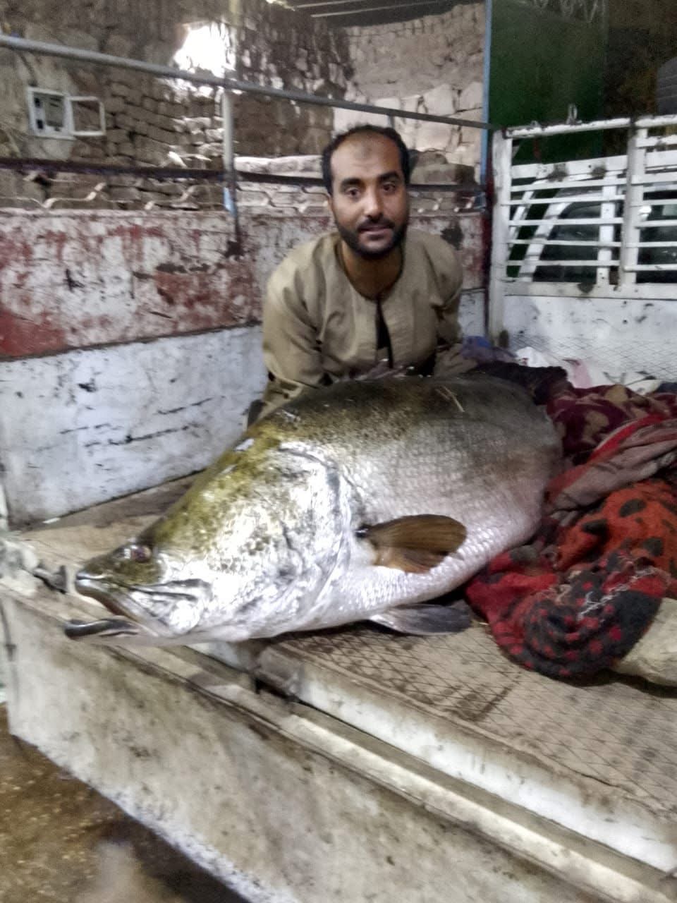 صياد بالأقصر يصطاد أكبر سمكة ساموس في النيل 
