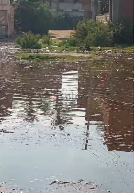 غرق أراضٍ ومنازل في عين غصين بالإسماعيلية (3)