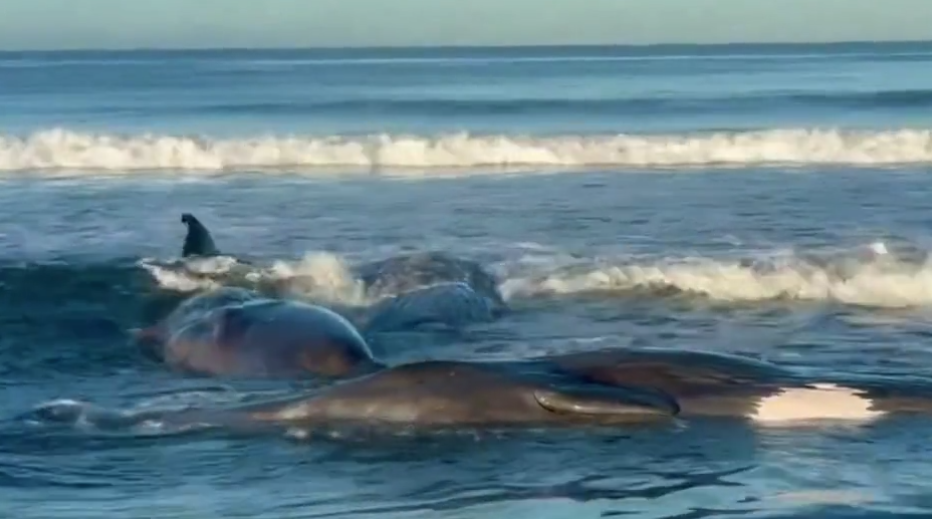 حيتان اليابان