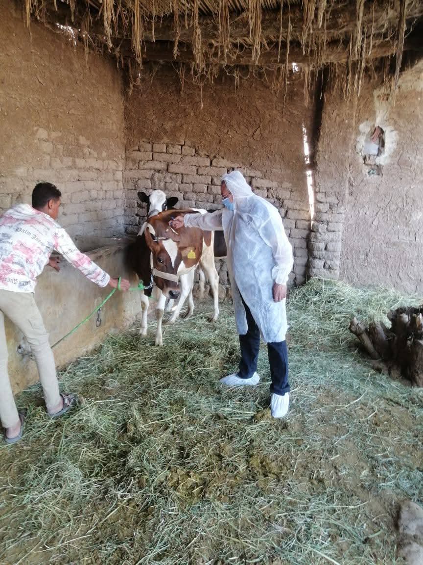 مجهودات الطب البيطري بالأقصر