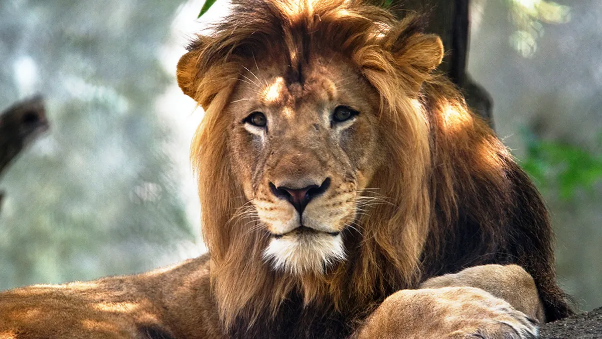 سعر هدايا التيك توك الأسد