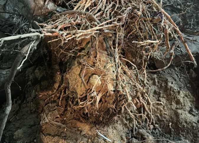 محافظة الإسكندرية ترد على اقتلاع أشجار أبو قير للتوسعة