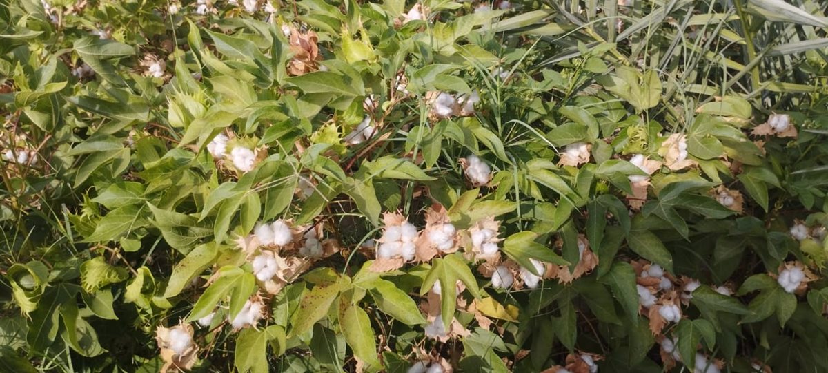 زراعة وجني محصول القطن بالأراضي الرملية