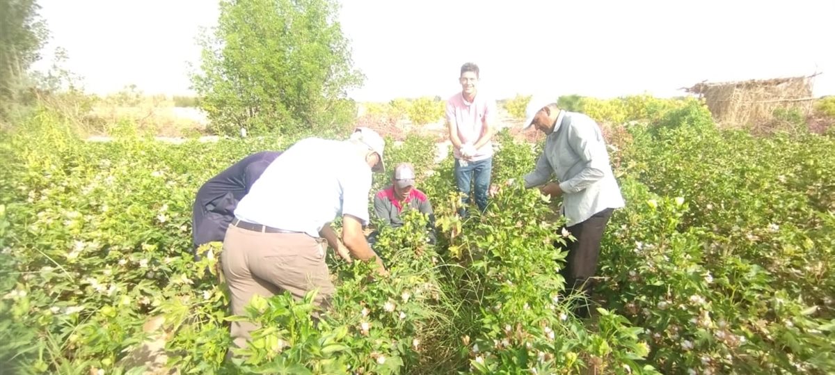 زراعة وجني محصول القطن بالأراضي الرملية