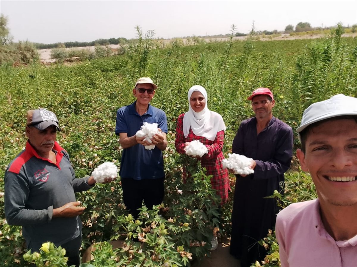 زراعة وجني محصول القطن بالأراضي الرملية