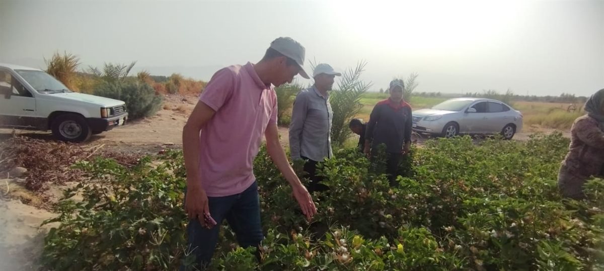 زراعة وجني محصول القطن بالأراضي الرملية